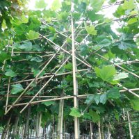 Lei Plataan 10-12