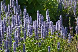 Agastache Blue Fortune Blauw
