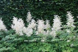 Aruncus dioicus Wit