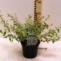 Abelia Grandiflora ‘Radiance “
