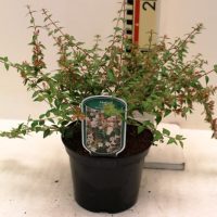 Abelia grandiflora “Sparkling Silver”‘
