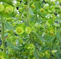 Euphorbia char. ‘Forescate’