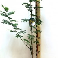 Acacia ‘Songlines’