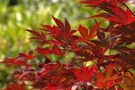 Acer palmatum ” Bloodgood” 700+