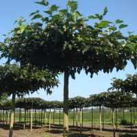 MORUS FRUITLESS ROOF 160×160 16-18