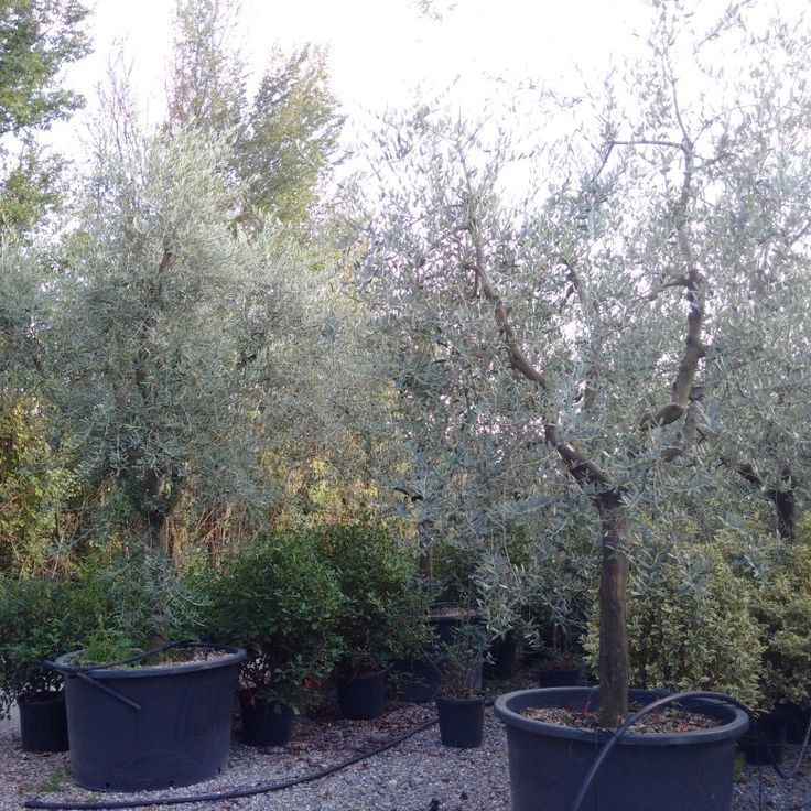 OLEA EUROPAEA TUSCANY FORM