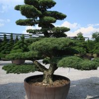PINUS PENTAPHYLLA
