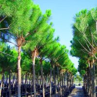 PINUS PINEA 20-25
