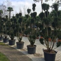 TAXUS BACCATA BONSAI 150 / 170