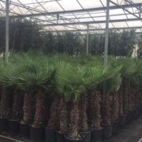 Trachycarpus fortunei  80-100 cm VANAF