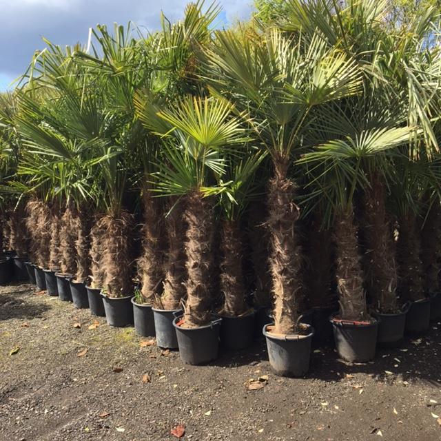 Trachycarpus Fortunei 80 cm VANAF