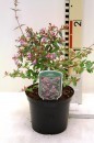 Abelia ‘Edward Goucher