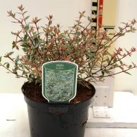 Abelia grandilfora “Confetti”