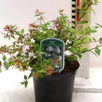 Abelia grandiflora “Francis Mason”