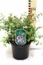 Abelia “Petite Garden”