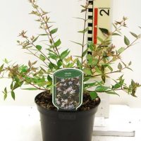 Abelia Grandiflora