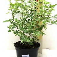 Acanthopanax sieb ” Variegatus “
