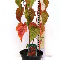 Acer ‘Davidii