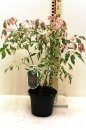 Acer negundo ” Flamingo