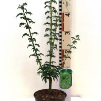 Acer ‘ Shishigashira “