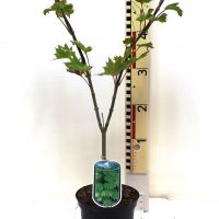 Acer japonicum “Aureum