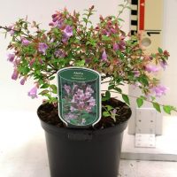 Abelia parvilora ‘Bumble bees”