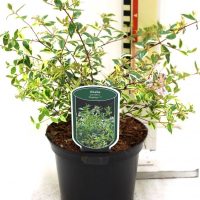 Abelia grandiflora ” Hopleys”