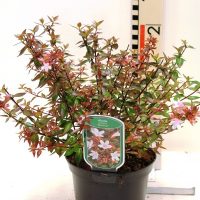 Abelia grandiflora ” Sherwood”
