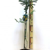 Acacia “Dealbata “