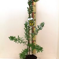 Acacia Baileyana “Purpurea”