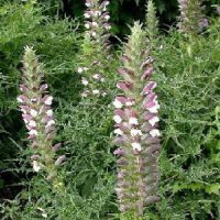 Acanthus spinosus rose / wit