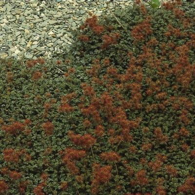 Acaena microphylla ‘Kupferteppich’