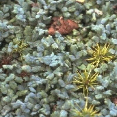 Acaena magellanica blauw groen
