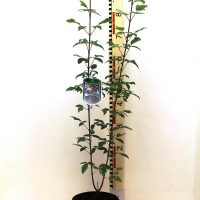 Acer ” Griseum”