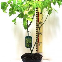 Acer negundo ” Kelly’s gold “