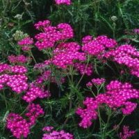 Achillea mil. ‘Cerise Queen’ Rose