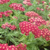Achillea mil ‘Red Velvet’