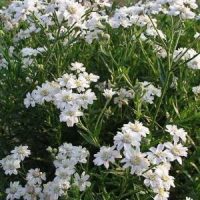Achillea ” The Pearl”