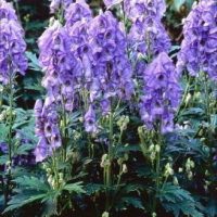 Aconitum carmichaelii ‘Arendsii Donkerblauw