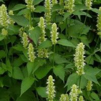 Agastache rug. ‘Alabaster’ Wit