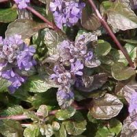 Ajuga reptans ‘Atropurpurea’ paars,blad purperbrui