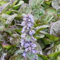 Ajuga Catlin’s Giant blauw/rood blad