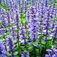Ajuga reptans blauw/ groen blad