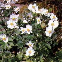 Anemone hybrida ‘Honorine Jobert Wit