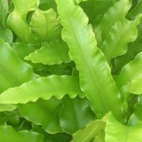Asplenium scolopendrium Tongvaren