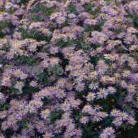 Aster ageratoides ‘Asran’ Lilablauw