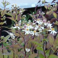 Aster divaricatus Wit