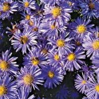 Aster (d) ‘Prof.Anton Kippenberg Blauw