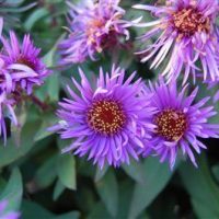 Aster	n.a. ‘Purple Dome’ Paars