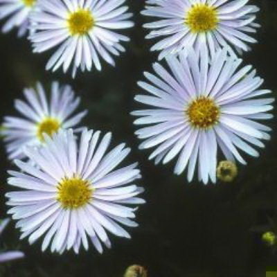 aster (D) ‘Schneekissen’ Wit